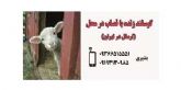 گوسفند زنده در محل با قصاب